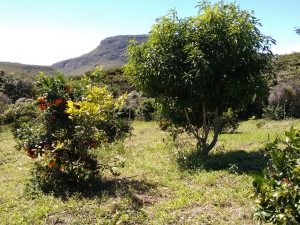 Laranjeiras